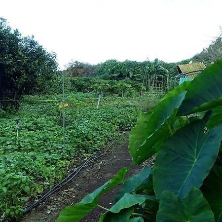 Finca Brujita Del Drago - Authentic Canarian Homestead *