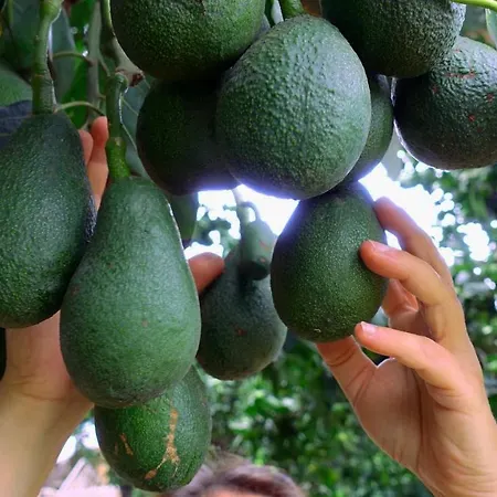 Finca Brujita Del Drago - Authentic Canarian Homestead 农家乐 *
