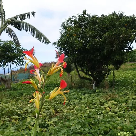 Finca Brujita Del Drago - Authentic Canarian Homestead * 伊科德·德·洛斯·维诺斯