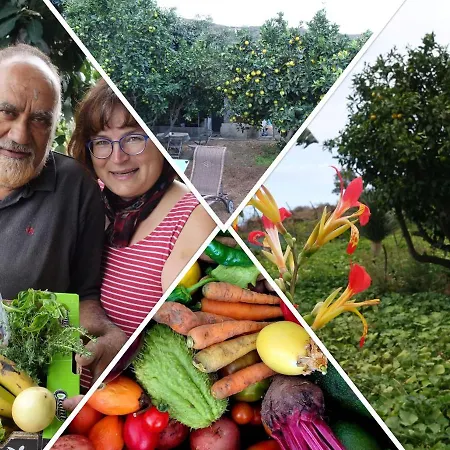 Finca Brujita Del Drago - Authentic Canarian Homestead 农家乐 *